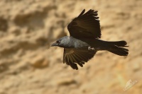 Kavka obecna - Corvus monedula - Eurasian Jackdaw 5945